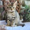 Bengal Maincoon cross kittens