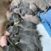 Weimaraner puppies born April 28th, ready June 23rd 2024.  2 males available