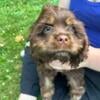 Female cocker spaniel ready for forever home