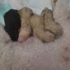 Mini/Toy Poodle puppies, one black male, one -apricot male