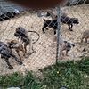 Cane Corso/English mastiff/Neapolitan bandogg puppies