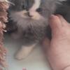 Persian Kitten Available