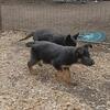 German shepherd pups for sale
