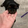 Tiny yorkie puppies for sale