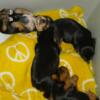 YORKIE puppies for adoption (2)