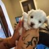 Full blooded Maltese puppies For sale