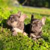 french bulldog puppies