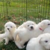 Great Pyrenees 