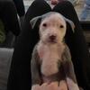 American Bully x Pit Puppies –  GTA