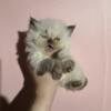 Purebred Persian kittens 4 weeks old