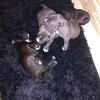 Bully puppies