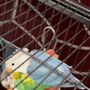 Breeder pair of Blue Opaline & Black Mask Love Birds are available