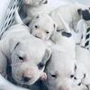 American bully puppies