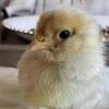 2 week old baby chickens !