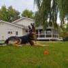 German Shepherds adult