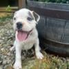 Boxer puppies- AKC for sale!