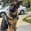 6mo Started puppy 