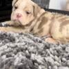 English bulldog puppies 