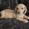 Shaded Cream Mini Dachshund Puppy