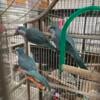 Beautiful Quaker Parrots