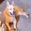 5yr old white German shepherd