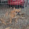 AKC Adult Male Fawn Merle