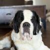 AKC registered 2year old male Saint Bernard