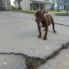 Pocket American Bully puppies.