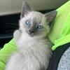 Siamese Kittens