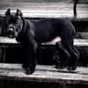 Black female for sale daughter of Cuervo and Mariana de Los Morales