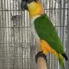 Black Cap Caique Male