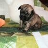 Brussels Griffon Male belge/red