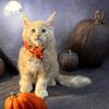 Purebred, Registered Cameo Red Cream Maine Coon Male Kitten 
