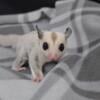 Sugar glider joeys for sale