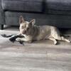 American pocket bully 