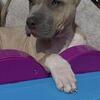 Xl american bully puppies