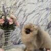 ~Delphine~ TINY AKC Female Pomeranian Puppy