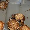 Eastern Box Turtles Eight months Old