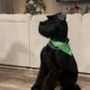 Giant Schnauzers pups