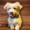 Havanese males (Reduced)