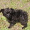 DISCOUNTED 750 OFF NOW $1750 Mini  Schnoodle female puppy January