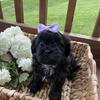 Cava-Tzu Puppies