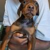 AKC Doberman Pups for sale