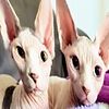 Sphynx babies