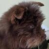 Small Mini Schnausky blue eyed female