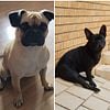 Frugs *French bulldog/pug