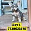 French bulldog male puppies