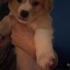 ❤️❤️AFFURDABLE PUPPIES ❤️❤️
