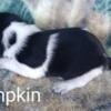 Female beagle Pumpkin