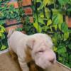 Shar pei females puppies